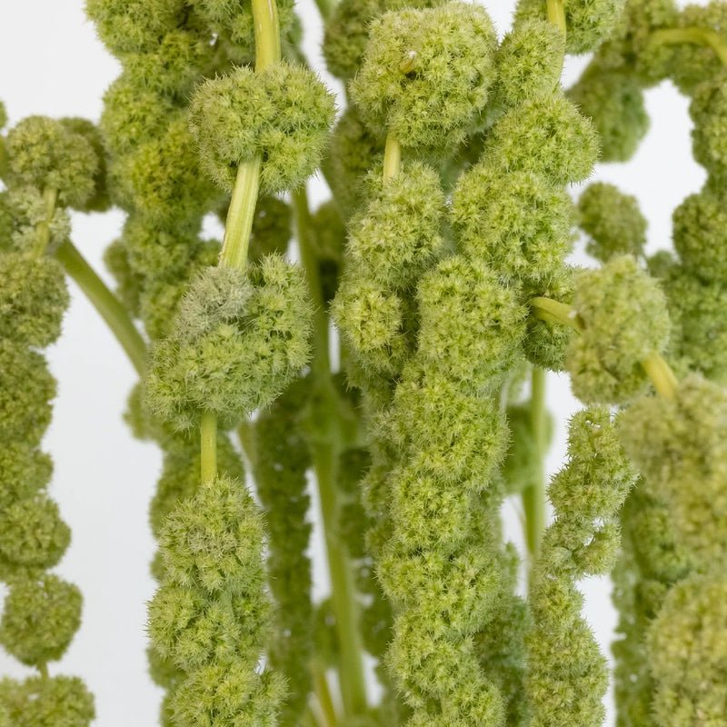 Amaranthus - Green Spider - Laflora.ae