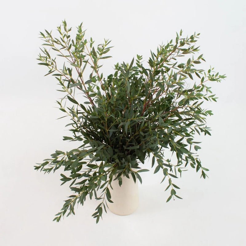 Eucalyptus - Parvifolia (2 Bunch) - Laflora.ae
