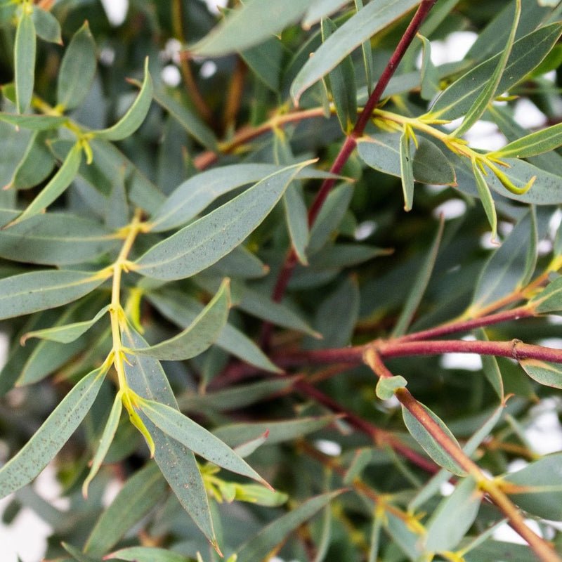 Eucalyptus - Parvifolia (2 Bunch) - Laflora.ae