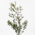 Eucalyptus - Parvifolia (2 Bunch) - Laflora.ae