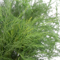 Tree Fern - Asparagus Setaceus (10 Stems) - Laflora.ae