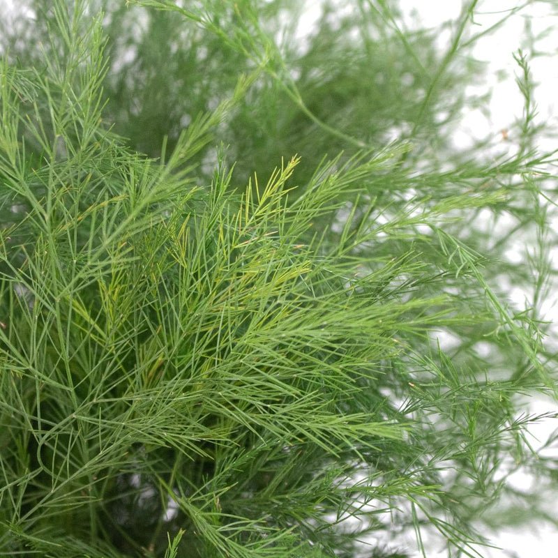 Tree Fern - Asparagus Setaceus (10 Stems) - Laflora.ae
