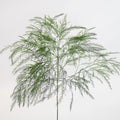 Tree Fern - Asparagus Setaceus (10 Stems) - Laflora.ae