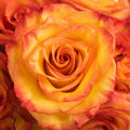 Rose - High & Magic Yellow and Red (25 Stems) - Laflora.ae