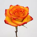 Rose - High & Magic Yellow and Red (25 Stems) - Laflora.ae