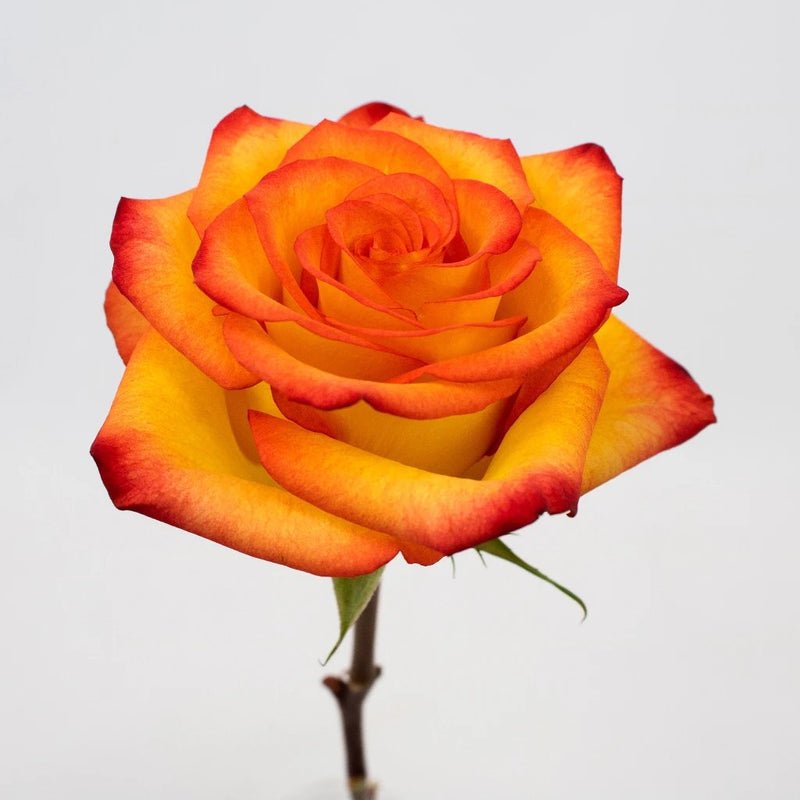 Rose - High & Magic Yellow and Red (25 Stems) - Laflora.ae