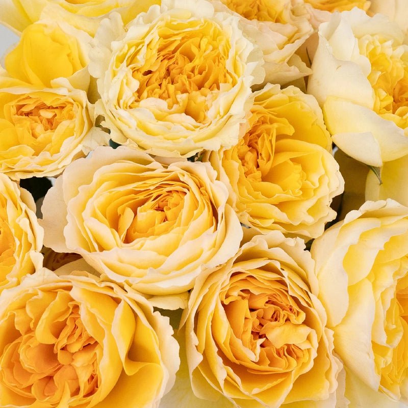 Garden Rose - Honeybee David Austin Beatrice (12 Stems) - Laflora.ae