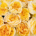 Garden Rose - Honeybee David Austin Beatrice (12 Stems) - Laflora.ae