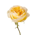 Garden Rose - Honeybee David Austin Beatrice (12 Stems) - Laflora.ae