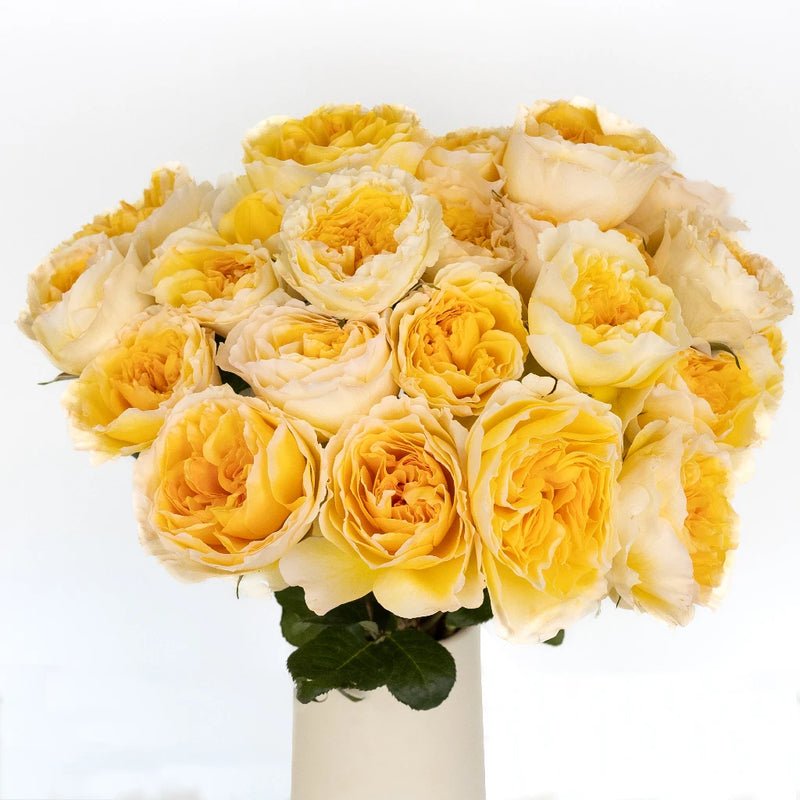 Garden Rose - Honeybee David Austin Beatrice (12 Stems) - Laflora.ae