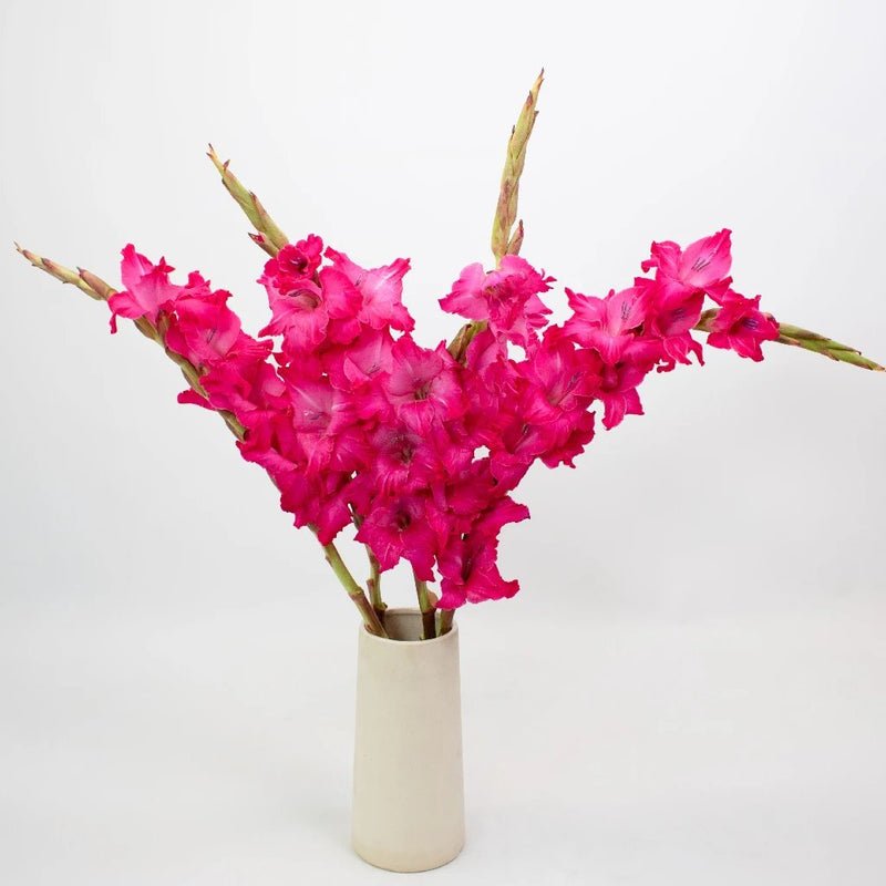 Gladiolus - Hot Pink (10 Stems) - Laflora.ae