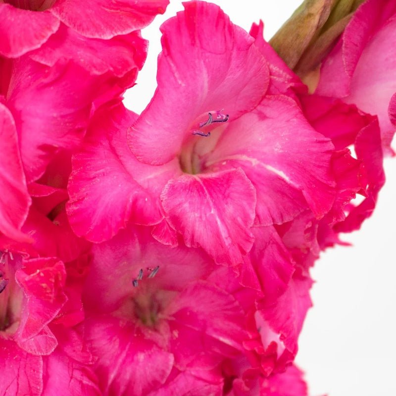Gladiolus - Hot Pink (10 Stems) - Laflora.ae