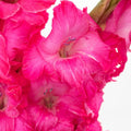 Gladiolus - Hot Pink (10 Stems) - Laflora.ae