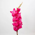 Gladiolus - Hot Pink (10 Stems) - Laflora.ae
