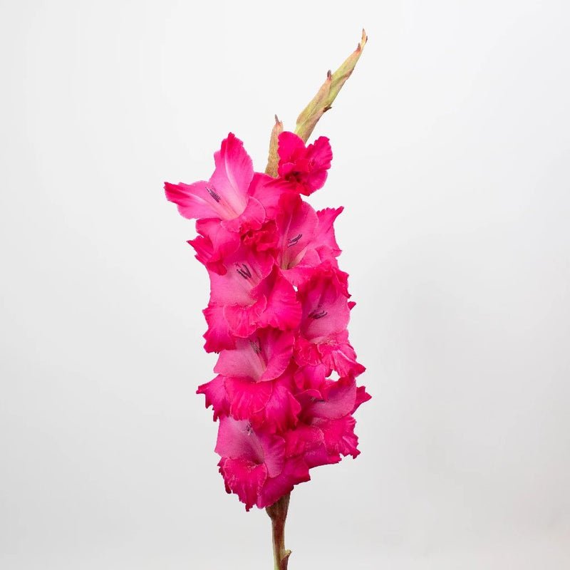 Gladiolus - Hot Pink (10 Stems) - Laflora.ae