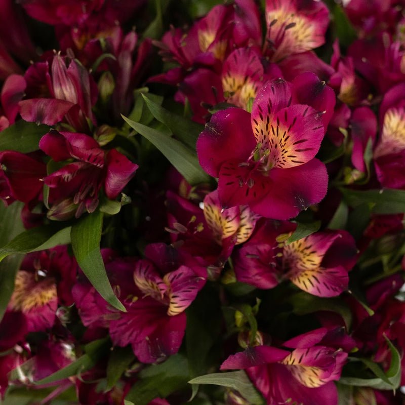 Raspberry Alstroemeria (Bunch) - Laflora.ae