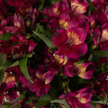 Raspberry Alstroemeria (Bunch) - Laflora.ae