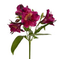 Raspberry Alstroemeria (Bunch) - Laflora.ae