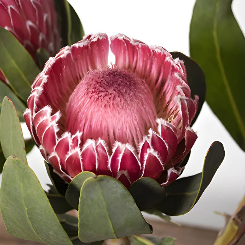Protea - Impressive (2 Stem) - Laflora.ae