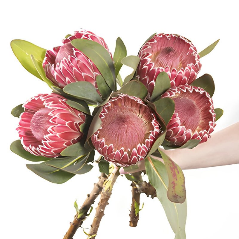 Protea - Impressive (2 Stem) - Laflora.ae