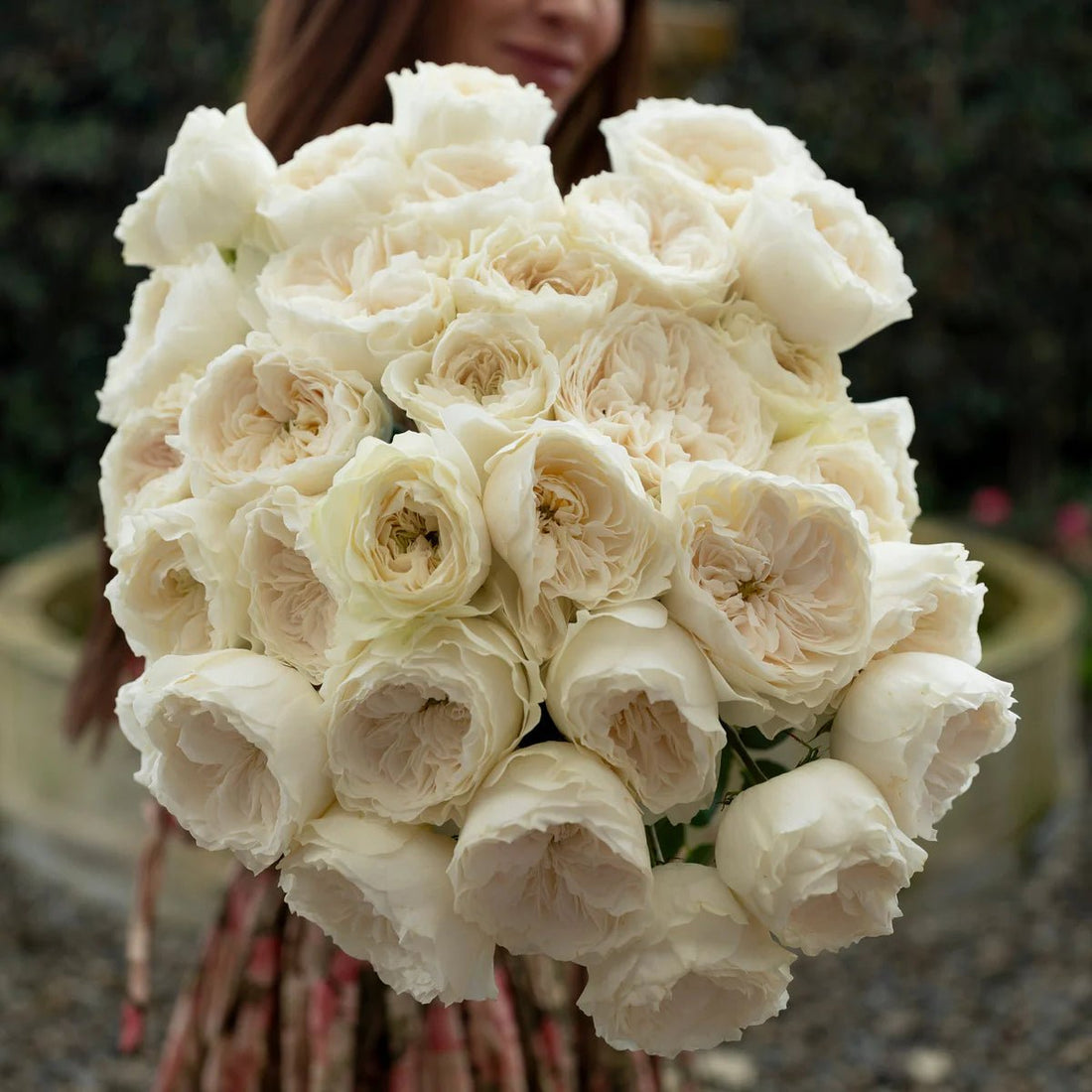 Garden Rose - White Cloud - Laflora.ae