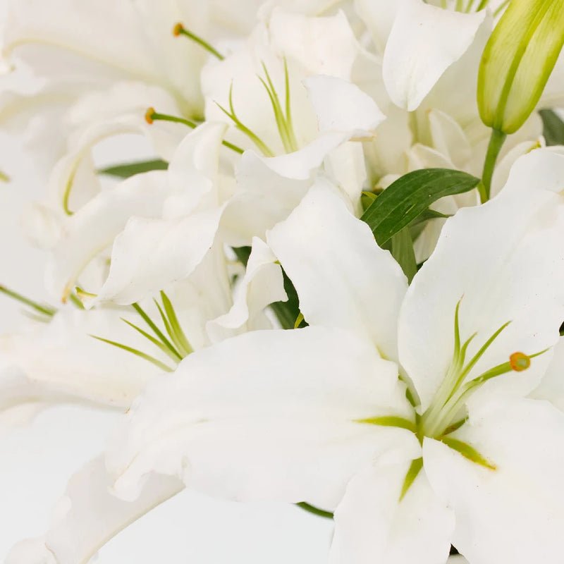 Lily - Ivory Oriental (10 Stems) - Laflora.ae