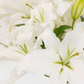 Lily - Ivory Oriental (10 Stems) - Laflora.ae