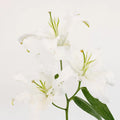 Lily - Ivory Oriental (10 Stems) - Laflora.ae