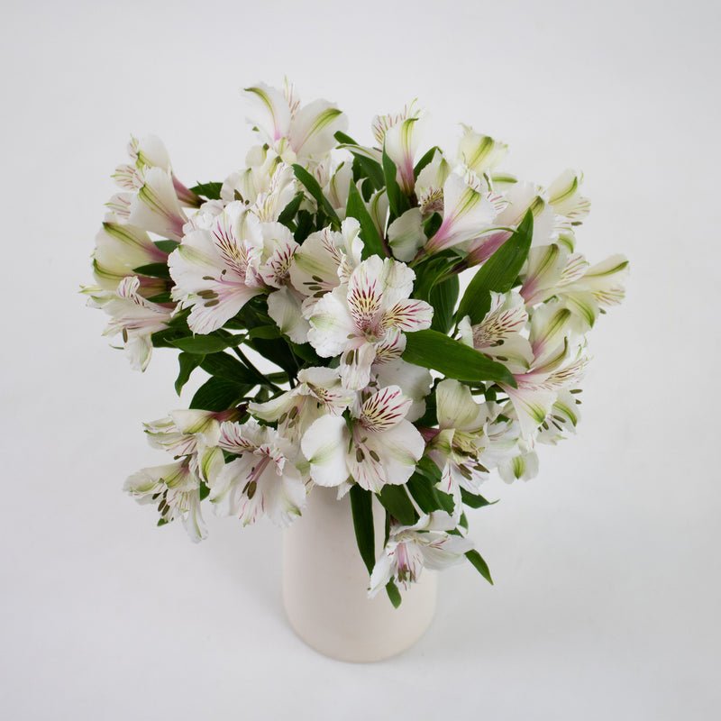 Ivory White Alstroemeria (Bunch) - Laflora.ae