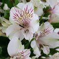 Ivory White Alstroemeria (Bunch) - Laflora.ae