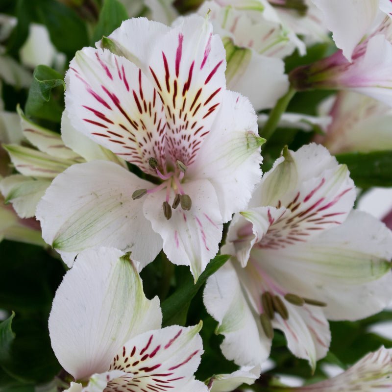 Ivory White Alstroemeria (Bunch) - Laflora.ae