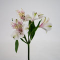 Ivory White Alstroemeria (Bunch) - Laflora.ae