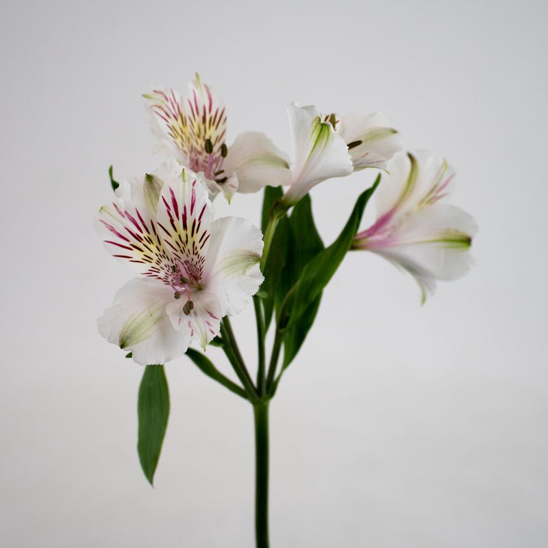 Ivory White Alstroemeria (Bunch) - Laflora.ae