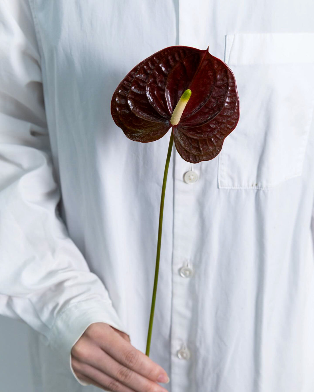 Anthurium - Tropic Night (5 Stems) - Laflora.ae