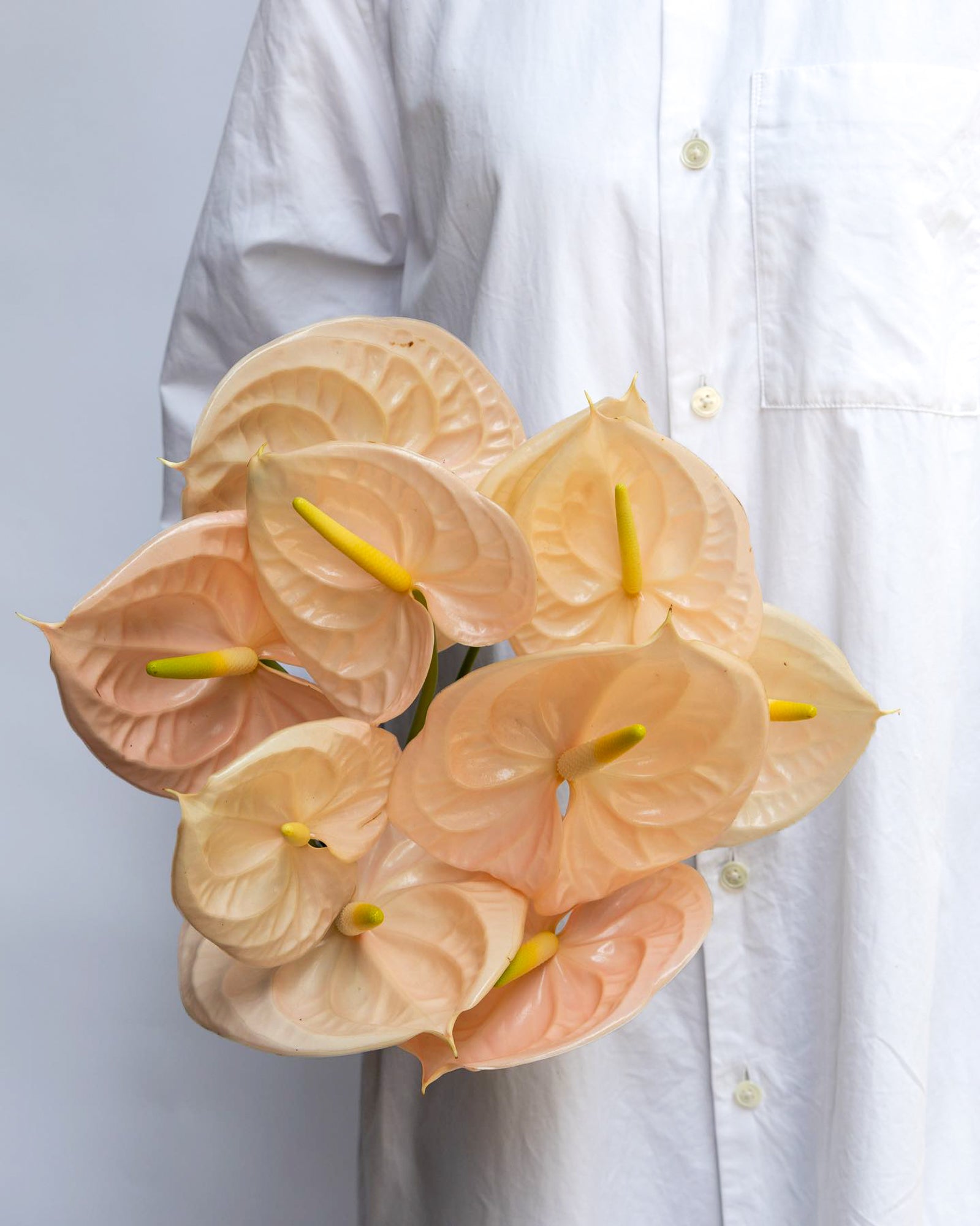 Anthurium - Cheers (5 Stems) - Laflora.ae