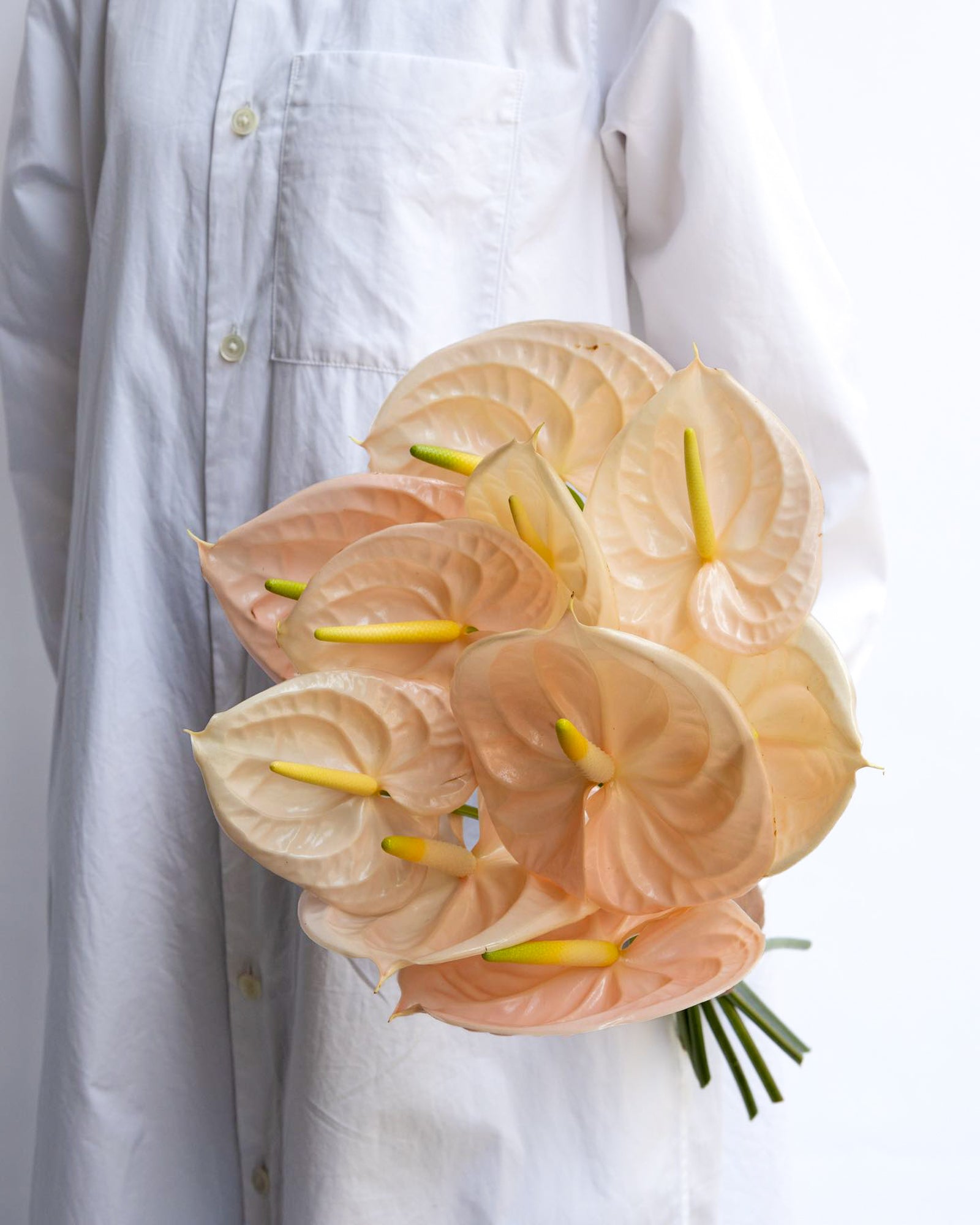 Anthurium - Cheers (5 Stems) - Laflora.ae