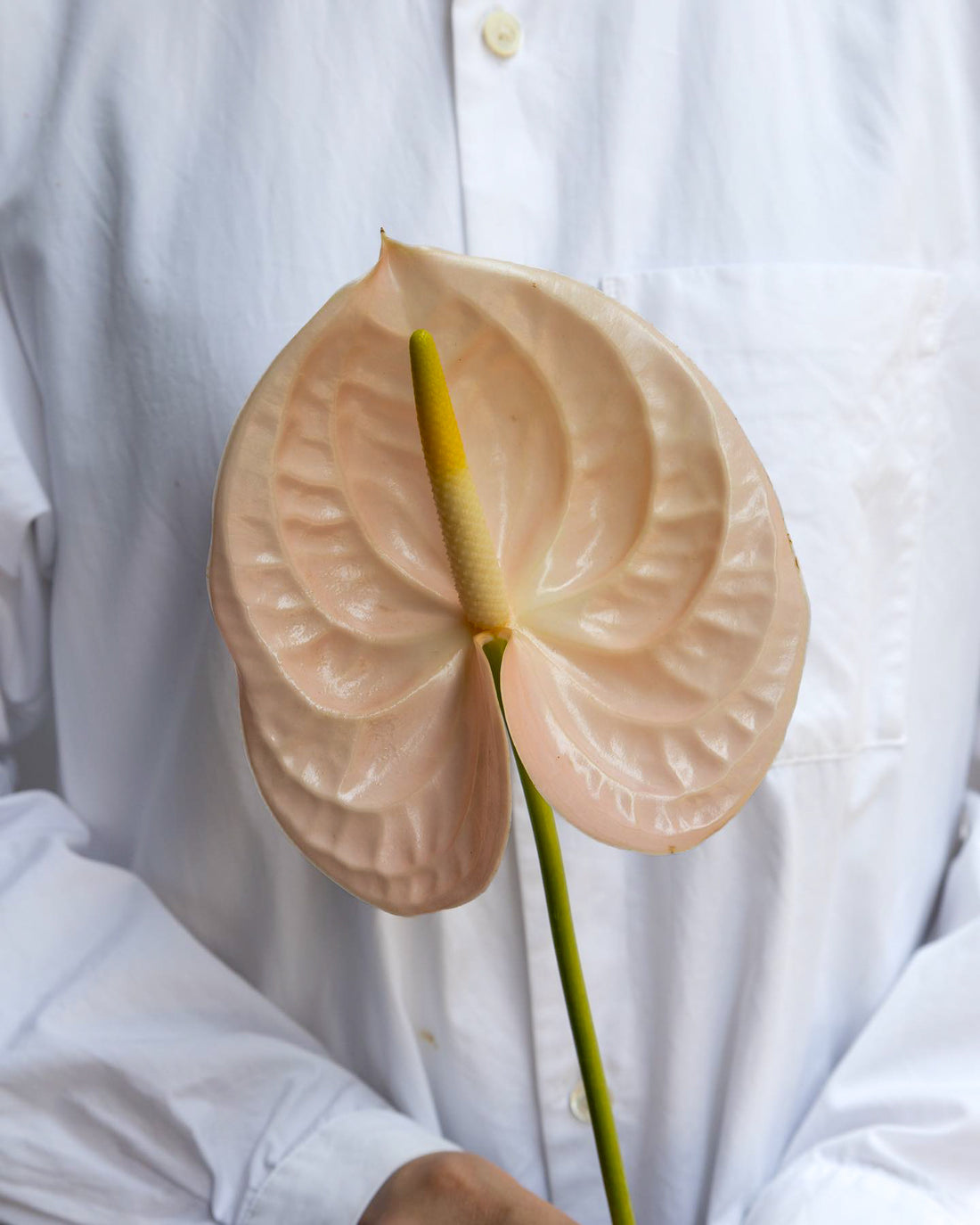 Anthurium - Cheers (5 Stems) - Laflora.ae