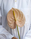 Anthurium - Cheers (5 Stems) - Laflora.ae