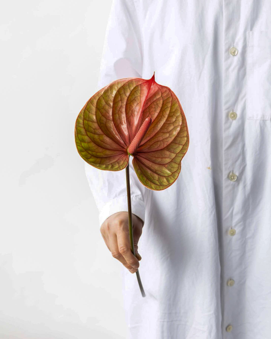 Anthurium - Tequila (5 Stems) - Laflora.ae