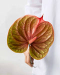 Anthurium - Tequila (5 Stems) - Laflora.ae