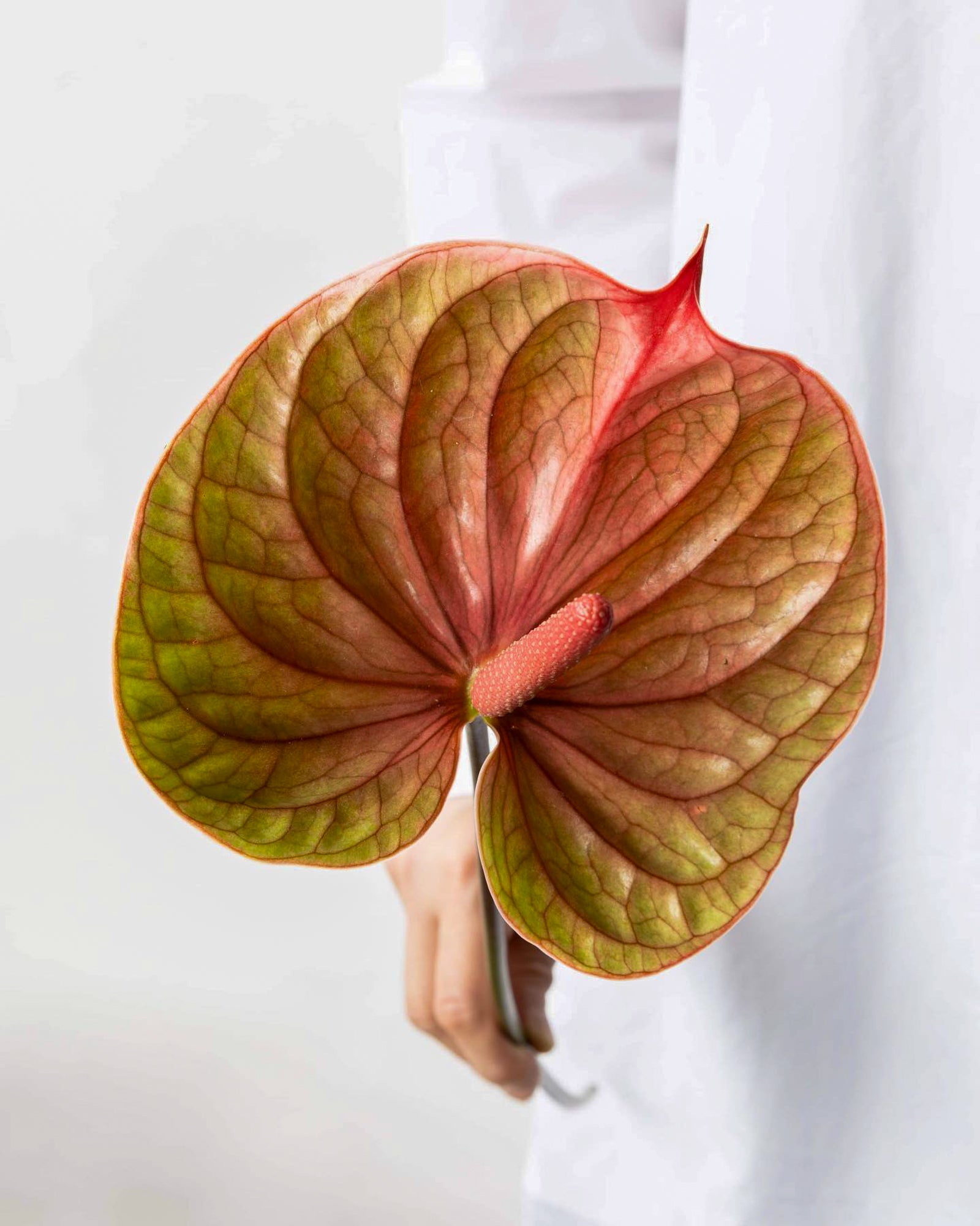 Anthurium - Tequila (5 Stems) - Laflora.ae