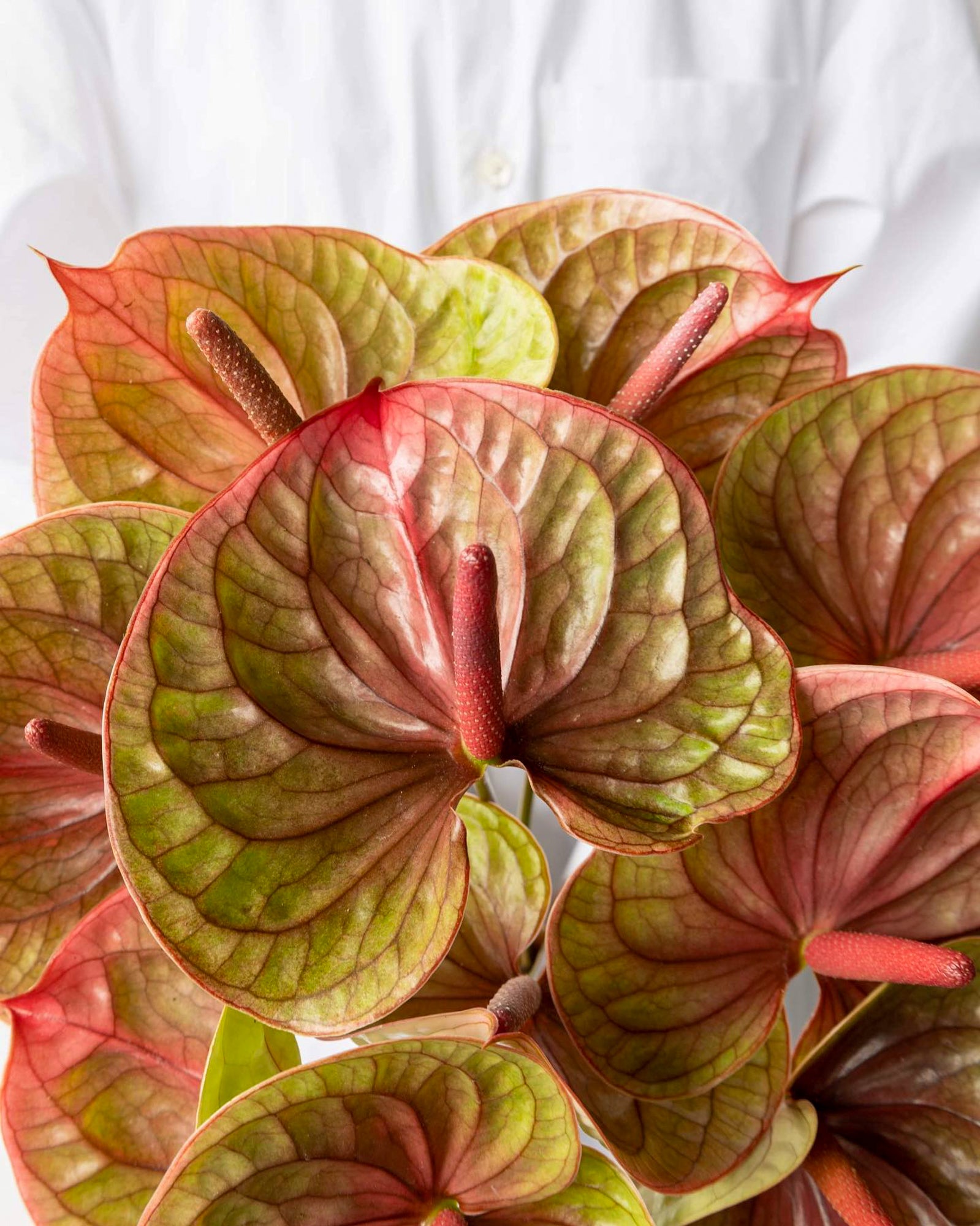 Anthurium - Tequila (5 Stems) - Laflora.ae