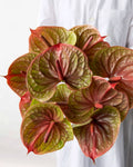 Anthurium - Tequila (5 Stems) - Laflora.ae