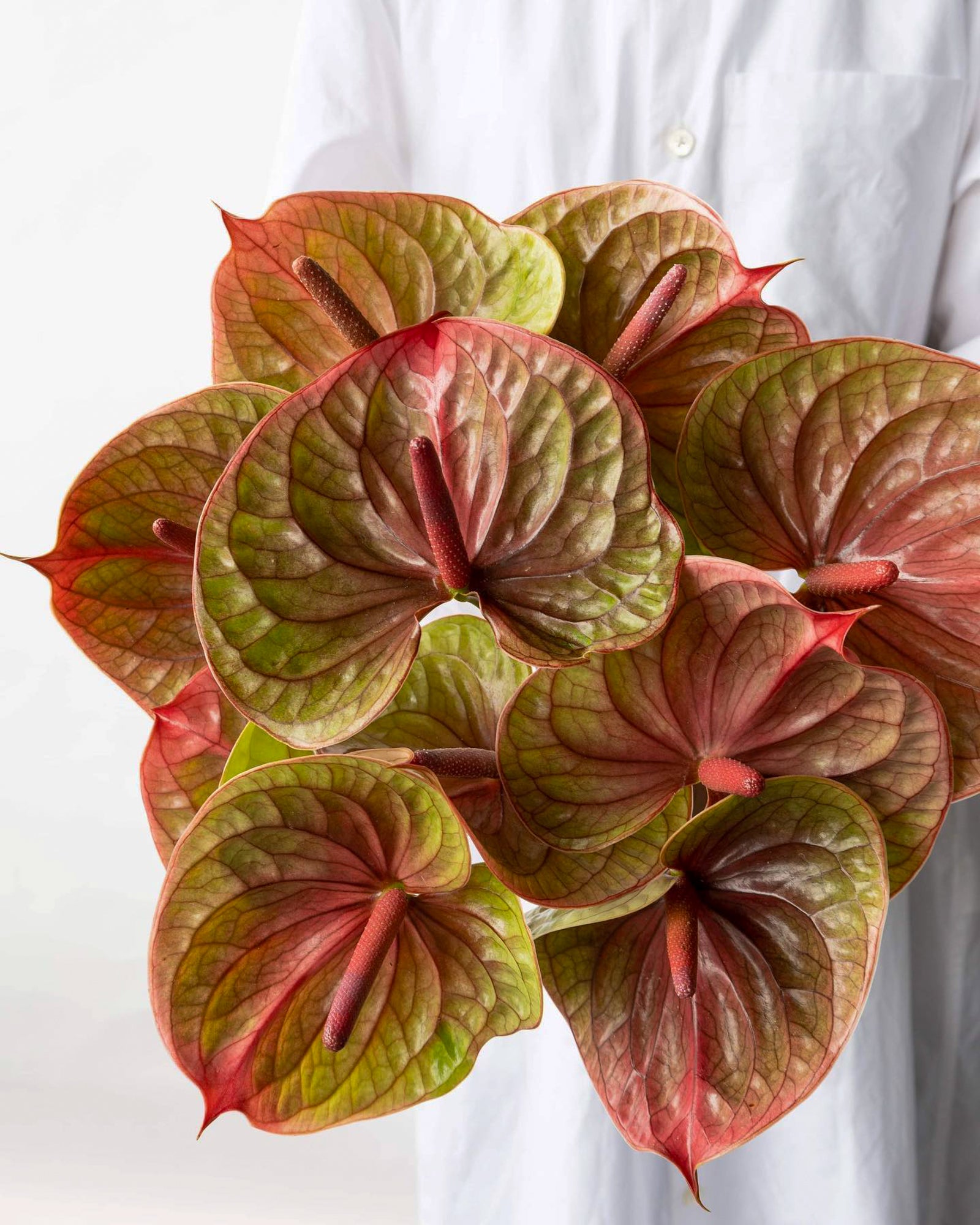 Anthurium - Tequila (5 Stems) - Laflora.ae
