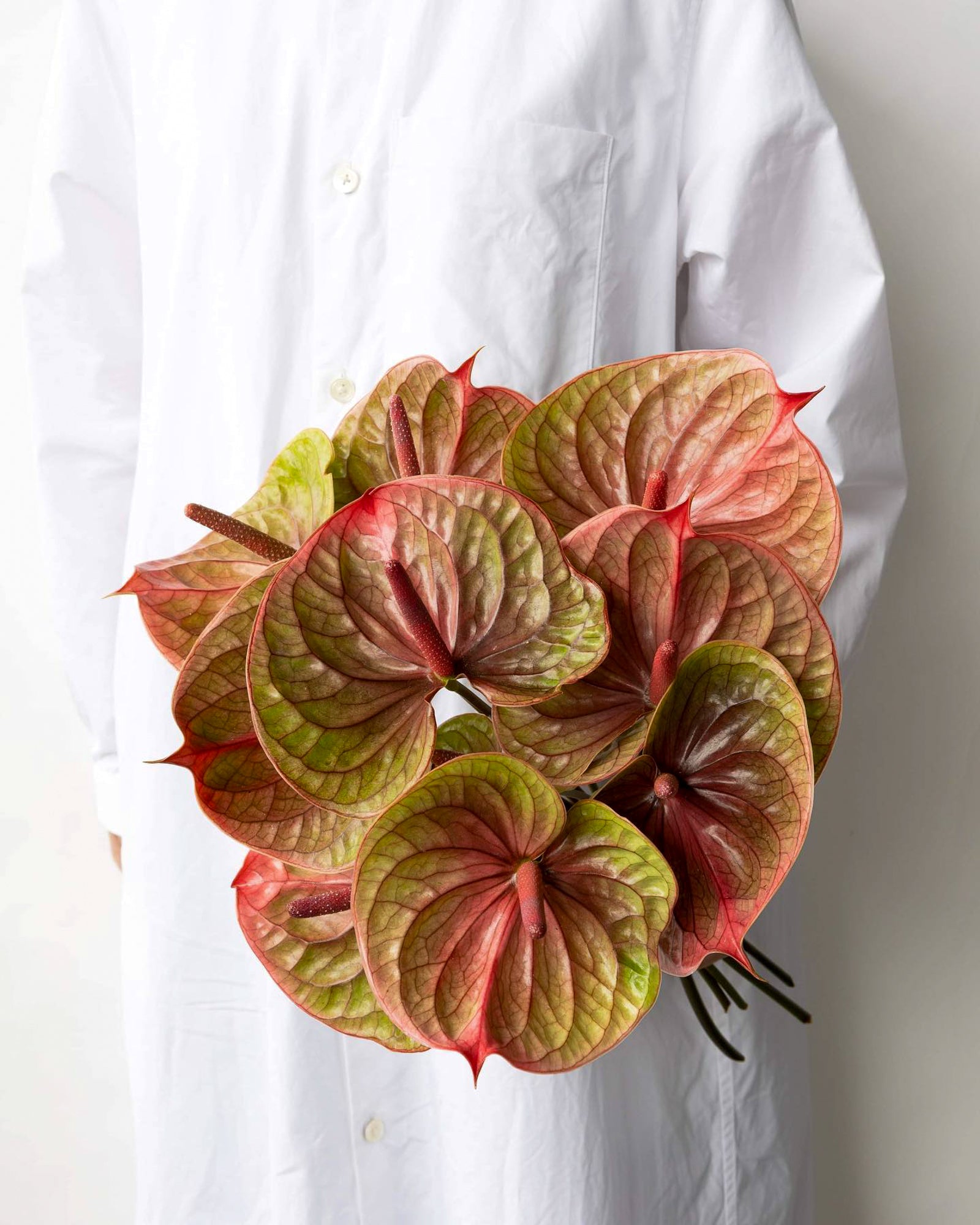 Anthurium - Tequila (5 Stems) - Laflora.ae