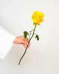 Yellow Roses - Laflora.ae