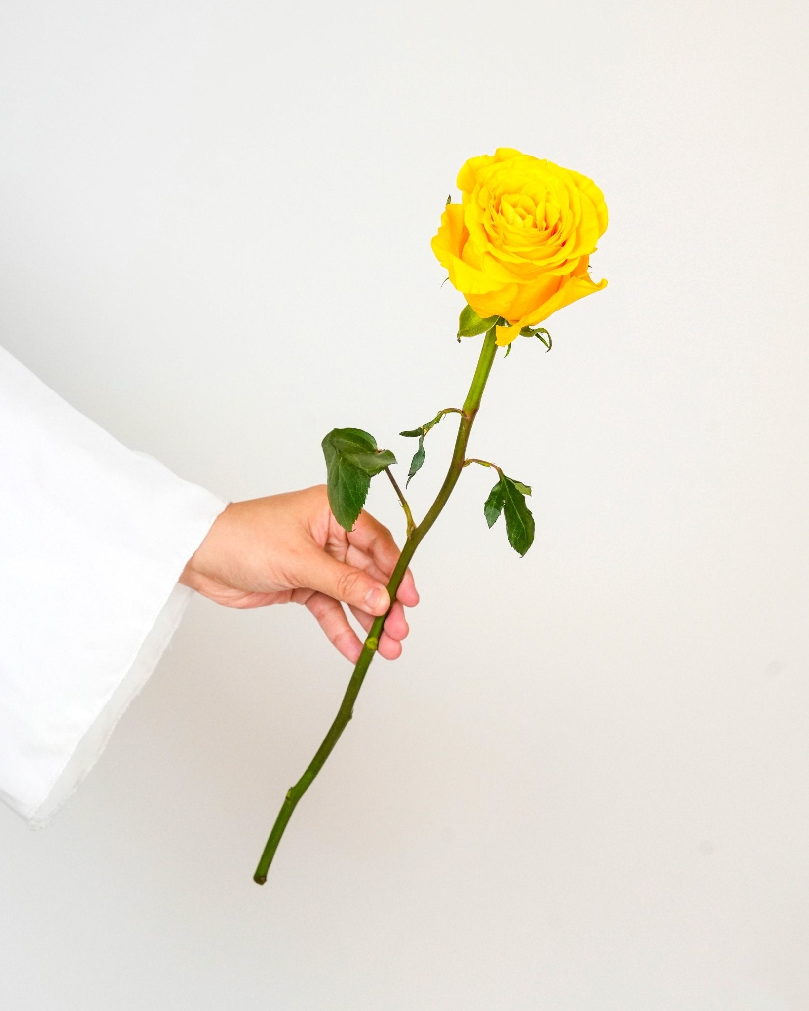 Yellow Roses - Laflora.ae