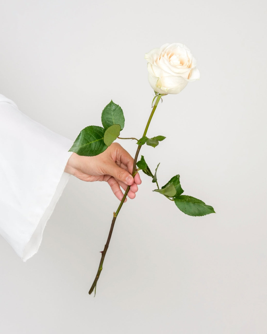 White Roses - Vendela - Laflora.ae