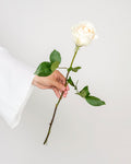 White Roses - Vendela - Laflora.ae