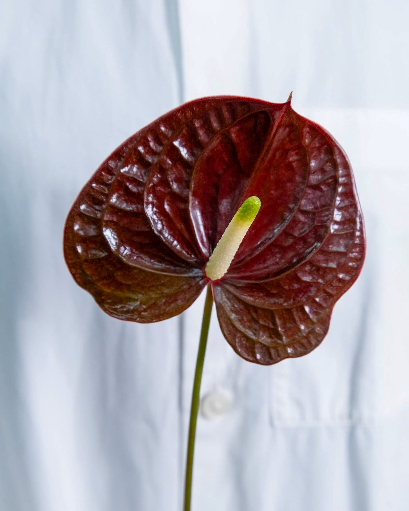 Anthurium - Tropic Night (5 Stems) - Laflora.ae